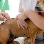 Infestação de caramujos africanos atinge mais de 10 municípios do Maranhão