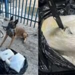 Augustinópolis: TJ anula júri popular por erros graves e manda réu a novo julgamento