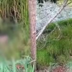 TJMA nega pedidos de liberdade do prefeito de Turilândia e da primeira-dama