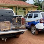 Duplo homicídio é registrado na zona rural de Paragominas