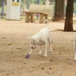 Líder religioso é preso suspeito de abuso sexual de mãe e filha