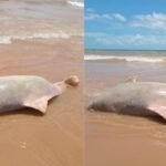 Indígenas interditam Estrada de Ferro Carajás em protesto contra a Vale