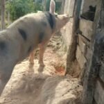 Agronegócio: Cidade do Tocantins supera R$ 500 milhões em exportações em apenas 3 meses de 2026