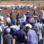 Justiça Federal suspende desmatamento das margens da BR-010 em Imperatriz