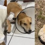 Segunda permuta do TJTO leva juiz de Araguatins ao Maranhão e traz magistrado de Imperatriz