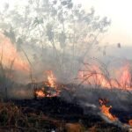 PRF apreende unidades de anfetaminas com caminhoneiros durante fiscalização na BR-010, em Imperatriz